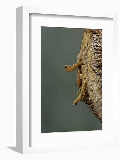 Mantis Religiosa (Praying Mantis) - Hatching-Paul Starosta-Framed Photographic Print