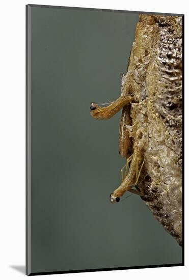 Mantis Religiosa (Praying Mantis) - Hatching-Paul Starosta-Mounted Photographic Print