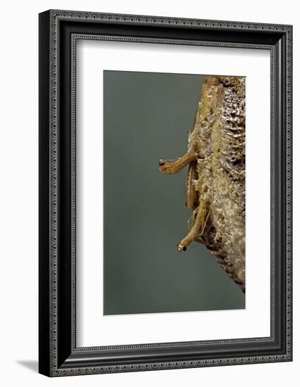 Mantis Religiosa (Praying Mantis) - Hatching-Paul Starosta-Framed Photographic Print