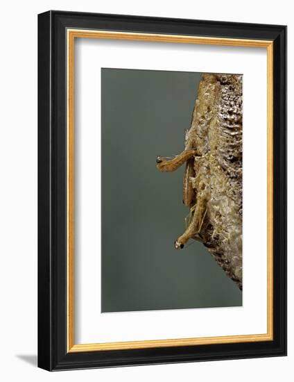 Mantis Religiosa (Praying Mantis) - Hatching-Paul Starosta-Framed Photographic Print