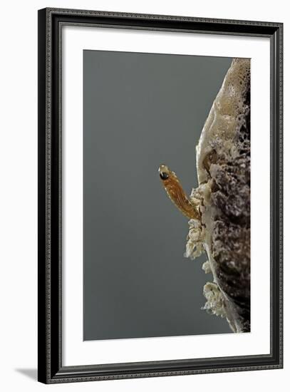 Mantis Religiosa (Praying Mantis) - Hatching-Paul Starosta-Framed Photographic Print