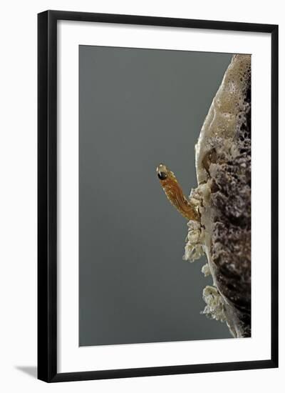 Mantis Religiosa (Praying Mantis) - Hatching-Paul Starosta-Framed Photographic Print