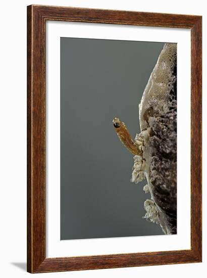 Mantis Religiosa (Praying Mantis) - Hatching-Paul Starosta-Framed Photographic Print