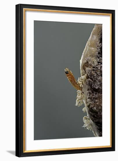 Mantis Religiosa (Praying Mantis) - Hatching-Paul Starosta-Framed Photographic Print