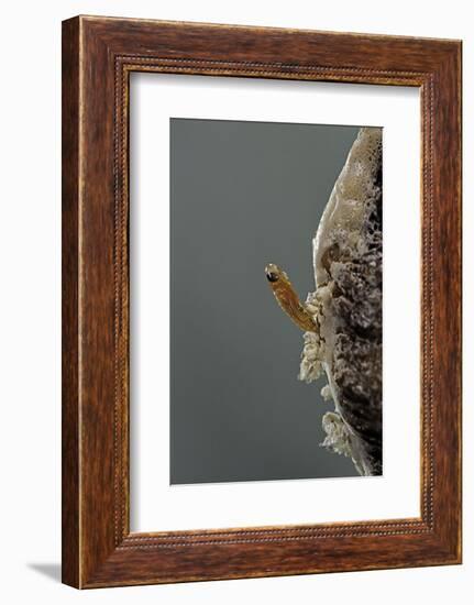 Mantis Religiosa (Praying Mantis) - Hatching-Paul Starosta-Framed Photographic Print