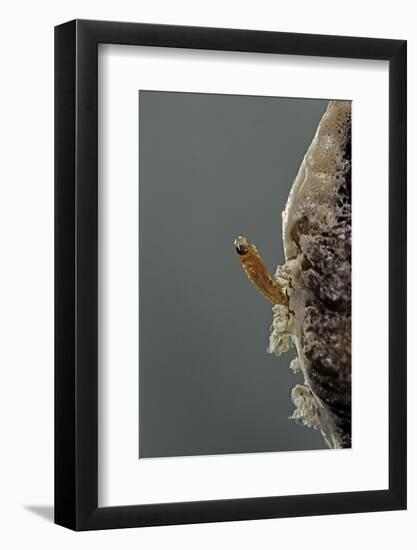 Mantis Religiosa (Praying Mantis) - Hatching-Paul Starosta-Framed Photographic Print