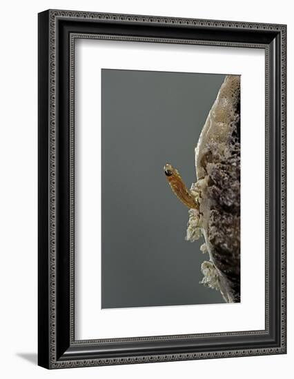 Mantis Religiosa (Praying Mantis) - Hatching-Paul Starosta-Framed Photographic Print