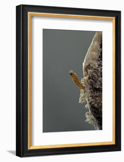 Mantis Religiosa (Praying Mantis) - Hatching-Paul Starosta-Framed Photographic Print