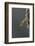 Mantis Religiosa (Praying Mantis) - Hatching-Paul Starosta-Framed Photographic Print