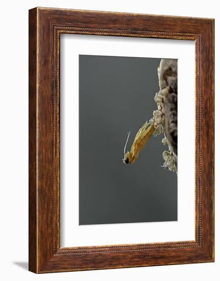 Mantis Religiosa (Praying Mantis) - Hatching-Paul Starosta-Framed Photographic Print