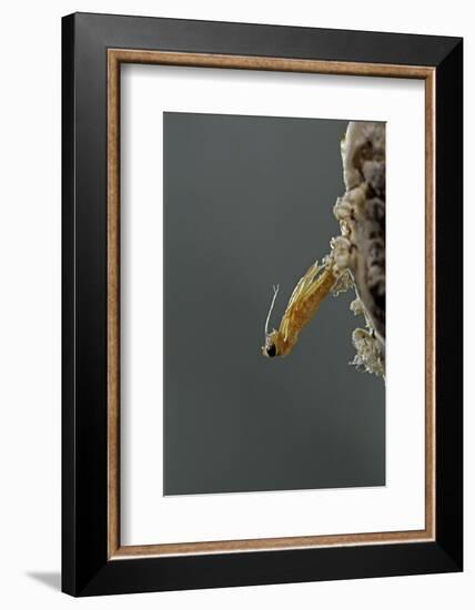 Mantis Religiosa (Praying Mantis) - Hatching-Paul Starosta-Framed Photographic Print