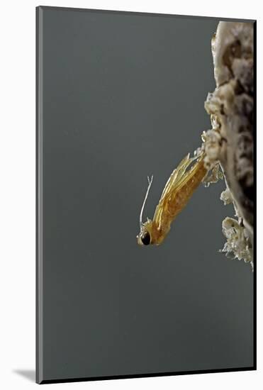 Mantis Religiosa (Praying Mantis) - Hatching-Paul Starosta-Mounted Photographic Print