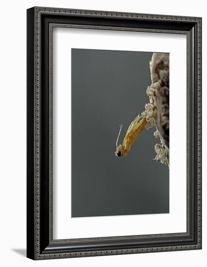 Mantis Religiosa (Praying Mantis) - Hatching-Paul Starosta-Framed Photographic Print