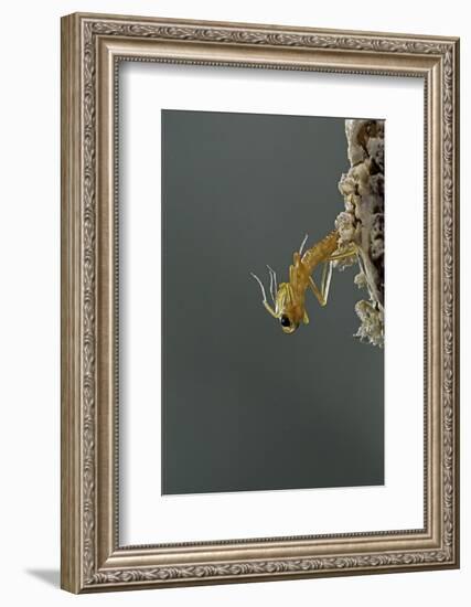 Mantis Religiosa (Praying Mantis) - Hatching-Paul Starosta-Framed Photographic Print