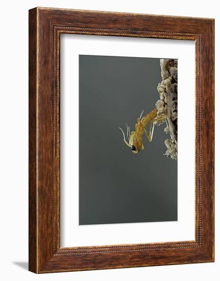 Mantis Religiosa (Praying Mantis) - Hatching-Paul Starosta-Framed Photographic Print