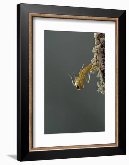 Mantis Religiosa (Praying Mantis) - Hatching-Paul Starosta-Framed Photographic Print