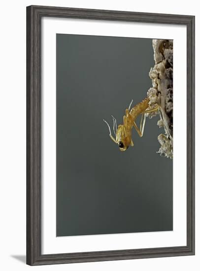 Mantis Religiosa (Praying Mantis) - Hatching-Paul Starosta-Framed Photographic Print