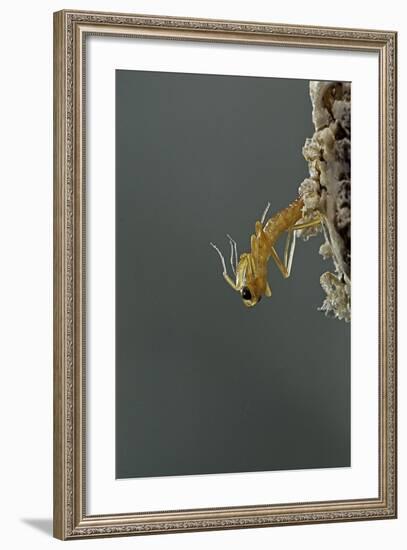 Mantis Religiosa (Praying Mantis) - Hatching-Paul Starosta-Framed Photographic Print