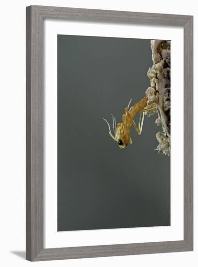 Mantis Religiosa (Praying Mantis) - Hatching-Paul Starosta-Framed Photographic Print