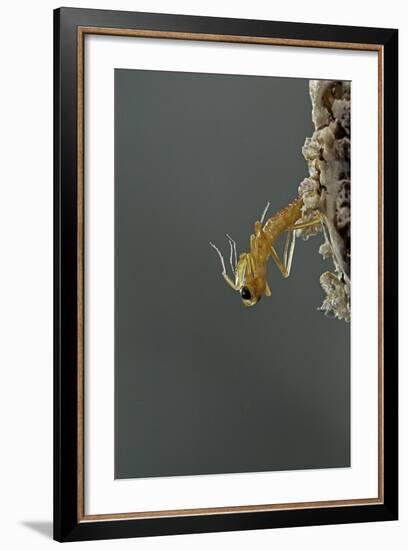 Mantis Religiosa (Praying Mantis) - Hatching-Paul Starosta-Framed Photographic Print