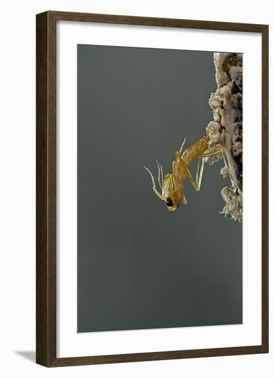 Mantis Religiosa (Praying Mantis) - Hatching-Paul Starosta-Framed Photographic Print