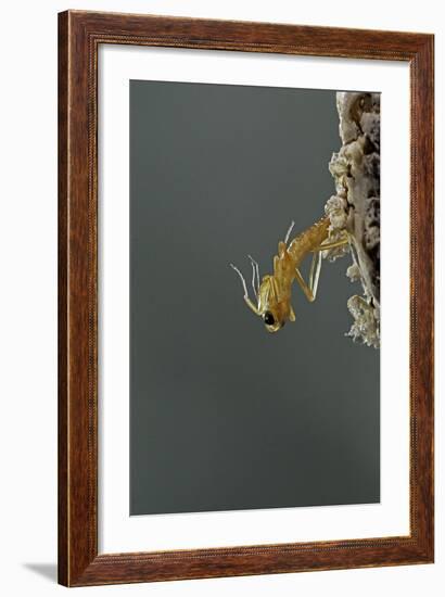 Mantis Religiosa (Praying Mantis) - Hatching-Paul Starosta-Framed Photographic Print