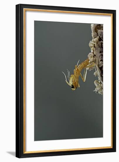 Mantis Religiosa (Praying Mantis) - Hatching-Paul Starosta-Framed Photographic Print