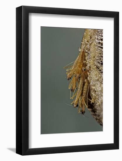 Mantis Religiosa (Praying Mantis) - Hatching-Paul Starosta-Framed Photographic Print