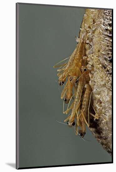 Mantis Religiosa (Praying Mantis) - Hatching-Paul Starosta-Mounted Photographic Print