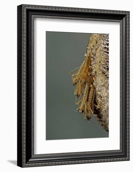 Mantis Religiosa (Praying Mantis) - Hatching-Paul Starosta-Framed Photographic Print