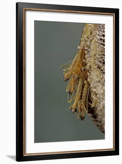 Mantis Religiosa (Praying Mantis) - Hatching-Paul Starosta-Framed Photographic Print