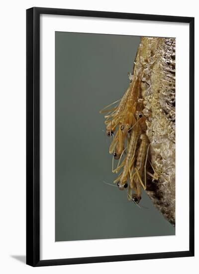 Mantis Religiosa (Praying Mantis) - Hatching-Paul Starosta-Framed Photographic Print