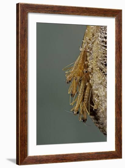 Mantis Religiosa (Praying Mantis) - Hatching-Paul Starosta-Framed Photographic Print