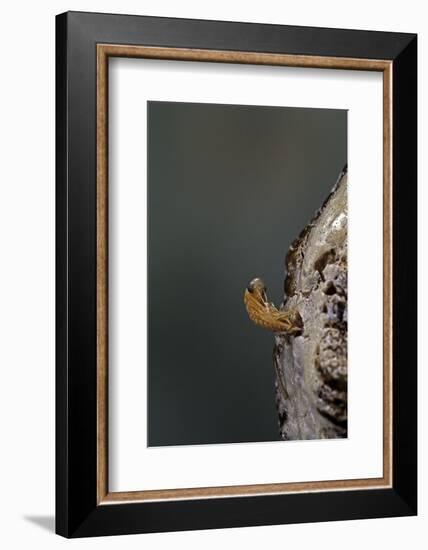 Mantis Religiosa (Praying Mantis) - Hatching-Paul Starosta-Framed Photographic Print