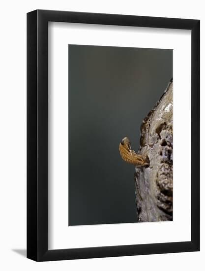 Mantis Religiosa (Praying Mantis) - Hatching-Paul Starosta-Framed Photographic Print