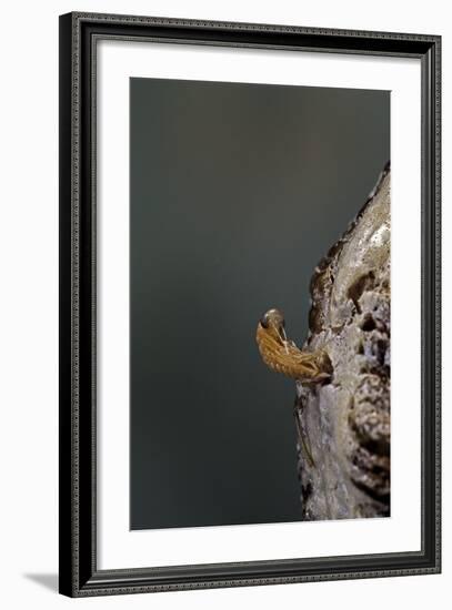 Mantis Religiosa (Praying Mantis) - Hatching-Paul Starosta-Framed Photographic Print