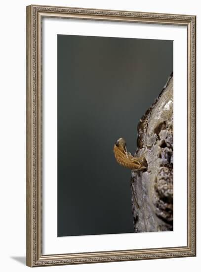 Mantis Religiosa (Praying Mantis) - Hatching-Paul Starosta-Framed Photographic Print