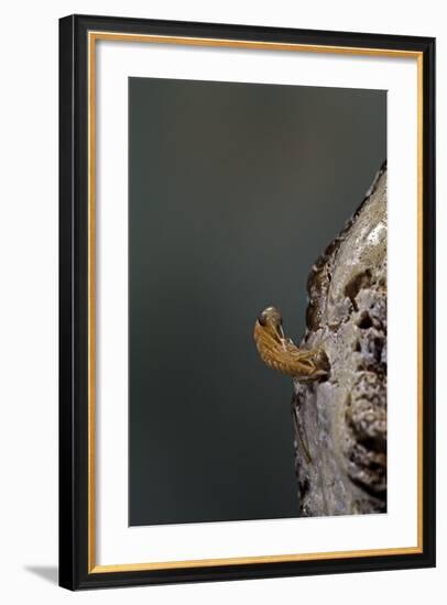 Mantis Religiosa (Praying Mantis) - Hatching-Paul Starosta-Framed Photographic Print