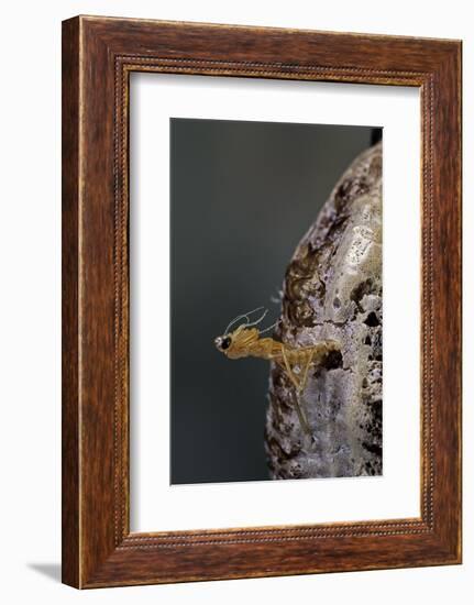 Mantis Religiosa (Praying Mantis) - Hatching-Paul Starosta-Framed Photographic Print