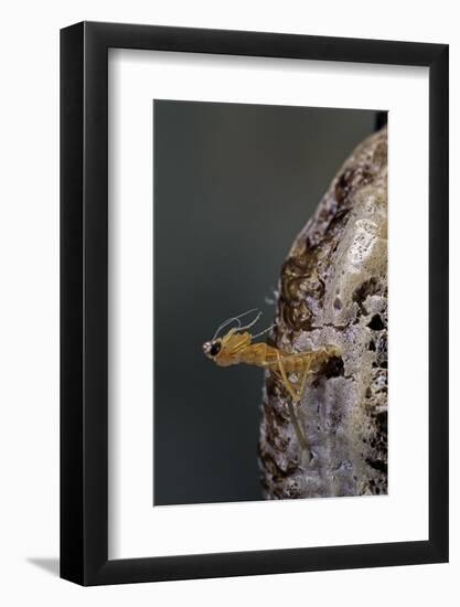 Mantis Religiosa (Praying Mantis) - Hatching-Paul Starosta-Framed Photographic Print