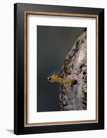 Mantis Religiosa (Praying Mantis) - Hatching-Paul Starosta-Framed Photographic Print