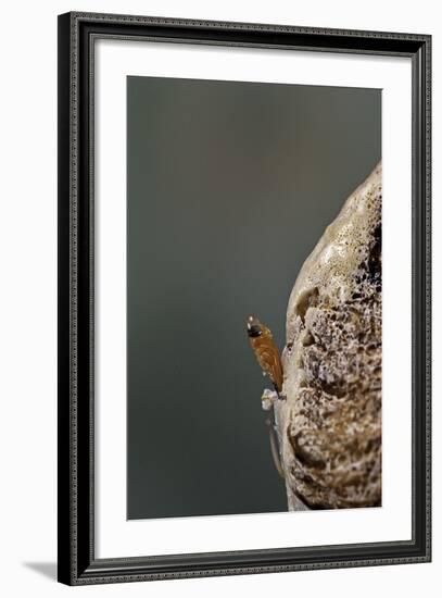 Mantis Religiosa (Praying Mantis) - Hatching-Paul Starosta-Framed Photographic Print