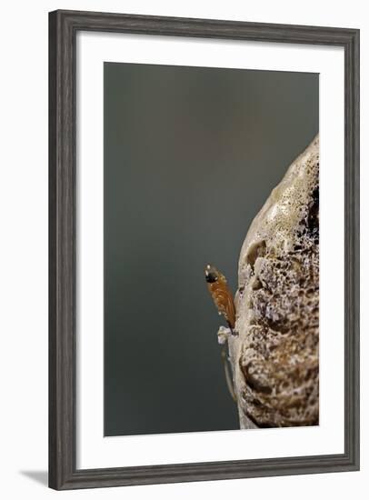 Mantis Religiosa (Praying Mantis) - Hatching-Paul Starosta-Framed Photographic Print