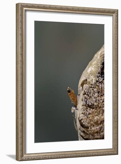 Mantis Religiosa (Praying Mantis) - Hatching-Paul Starosta-Framed Photographic Print