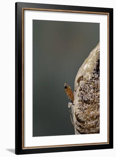 Mantis Religiosa (Praying Mantis) - Hatching-Paul Starosta-Framed Photographic Print