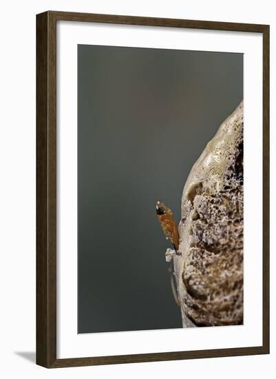 Mantis Religiosa (Praying Mantis) - Hatching-Paul Starosta-Framed Photographic Print