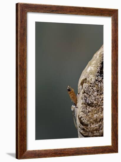 Mantis Religiosa (Praying Mantis) - Hatching-Paul Starosta-Framed Photographic Print