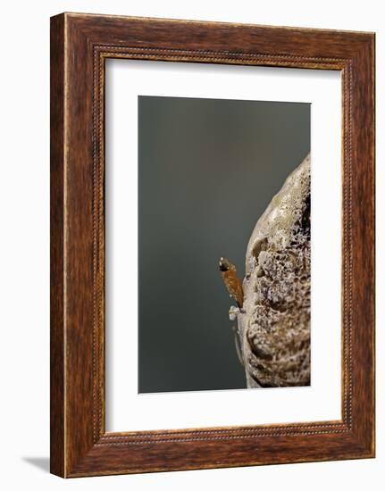 Mantis Religiosa (Praying Mantis) - Hatching-Paul Starosta-Framed Photographic Print