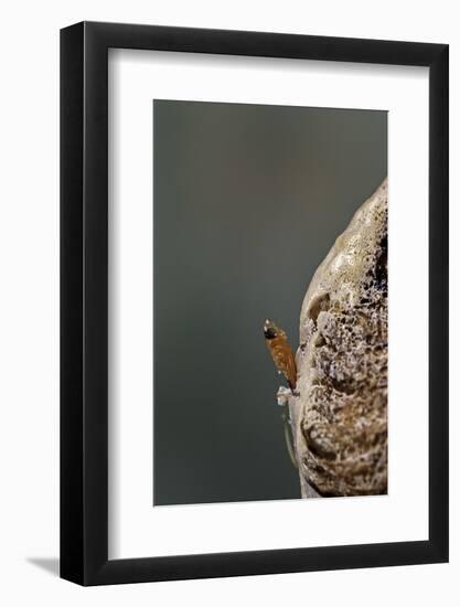 Mantis Religiosa (Praying Mantis) - Hatching-Paul Starosta-Framed Photographic Print