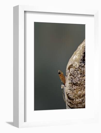 Mantis Religiosa (Praying Mantis) - Hatching-Paul Starosta-Framed Photographic Print